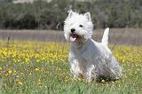 WESTIE 205